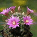 DSC01484Mammillaria longiflora