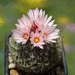 DSC01485Gymnocactus saueri ssp. saueri