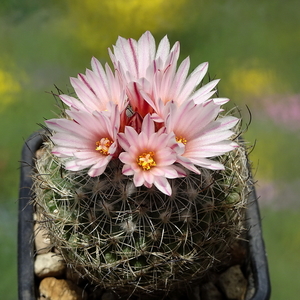 DSC01485Gymnocactus saueri ssp. saueri