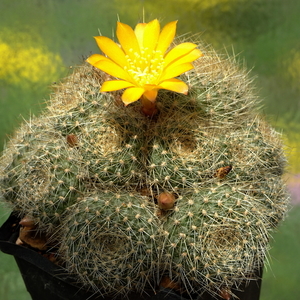 DSC01489Rebutia marsoneri