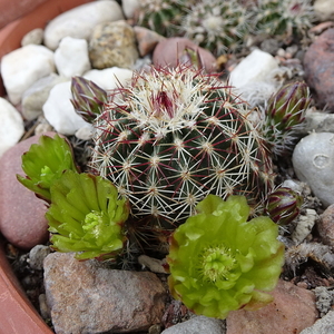 DSC01494Echinocereus chloranthus