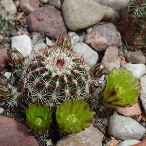 DSC01496Echinocereus chloranthus