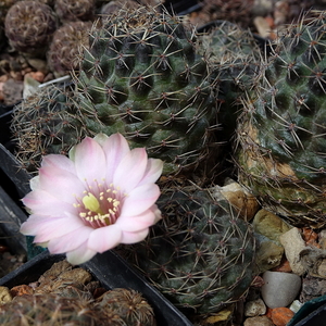 DSC01502Rebutia odehnallii SE 109