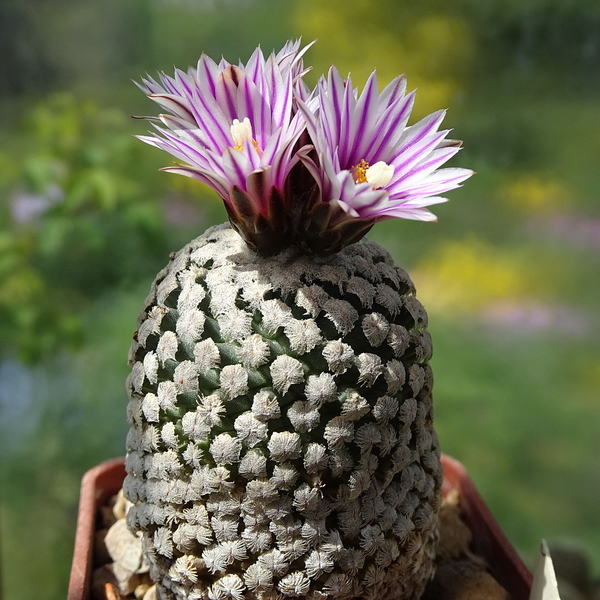 DSC01506Turbinicarpus valdezianus