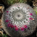 DSC01507Mammillaria formosa