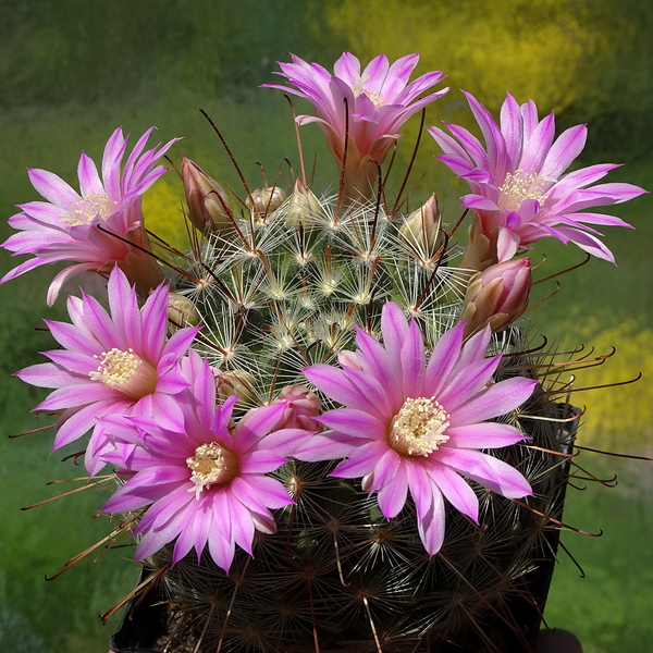 DSC01508Mammillaria longiflora