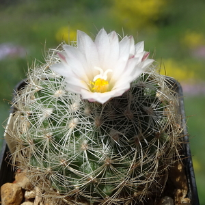 DSC01509Gymnocactus knuthianus