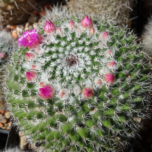 DSC01511Mammillaria brauneana