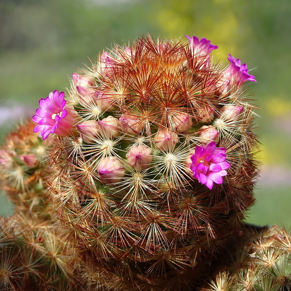 DSC01515Mammillaria carmenae rubrispina