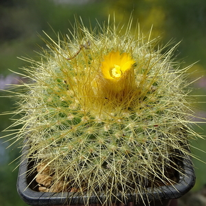 DSC01516Parodia chrysacanthion