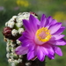 DSC01517Mammillaria therese