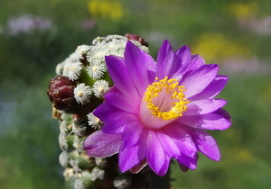 DSC01517Mammillaria therese