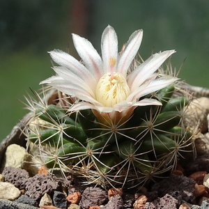 DSC01521Mammillaria coahuilensis Cuatro Milpas, SLP GM 1039