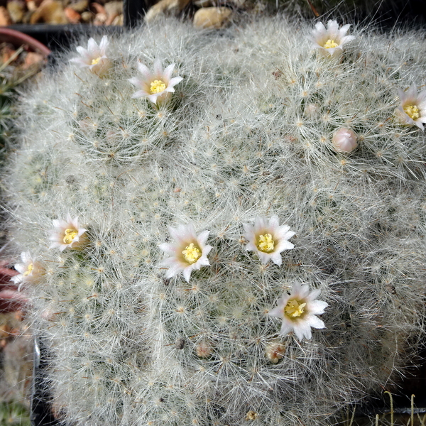 DSC01522Mammillaria glassii