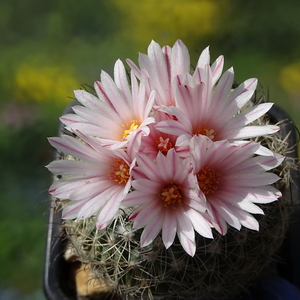 DSC01523Gymnocactus saueri ssp. saueri