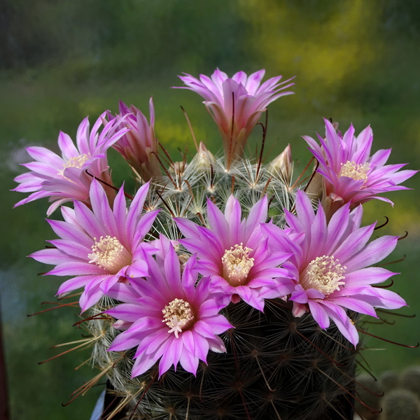 DSC01533Mammillaria longiflora