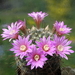 DSC01534Mammillaria longiflora