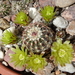 DSC01535Echinocereus chloranthus