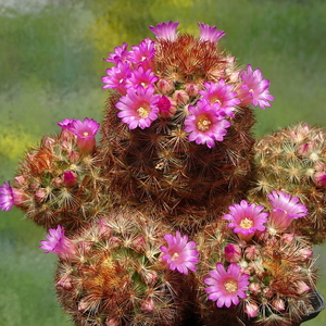 DSC01558Mammillaria carmenae rubrispina