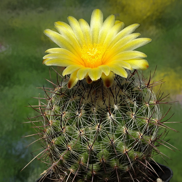 DSC01559Thelocactus conothelos v. aurantiacus