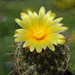 DSC01560Thelocactus conothelos v. aurantiacus