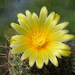 DSC01561Thelocactus conothelos v. aurantiacus