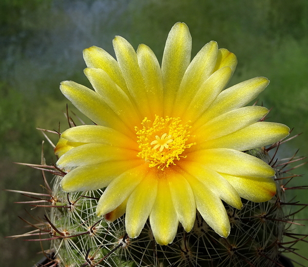 DSC01561Thelocactus conothelos v. aurantiacus