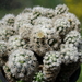 DSC01562Mammillaria vetula ssp. gracilis cv Arizona Snowcap