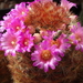 DSC01563Mammillaria carmenae rubrispina