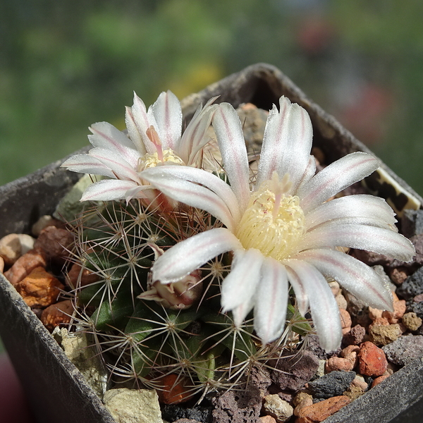 DSC01564Mammillaria coahuilensis