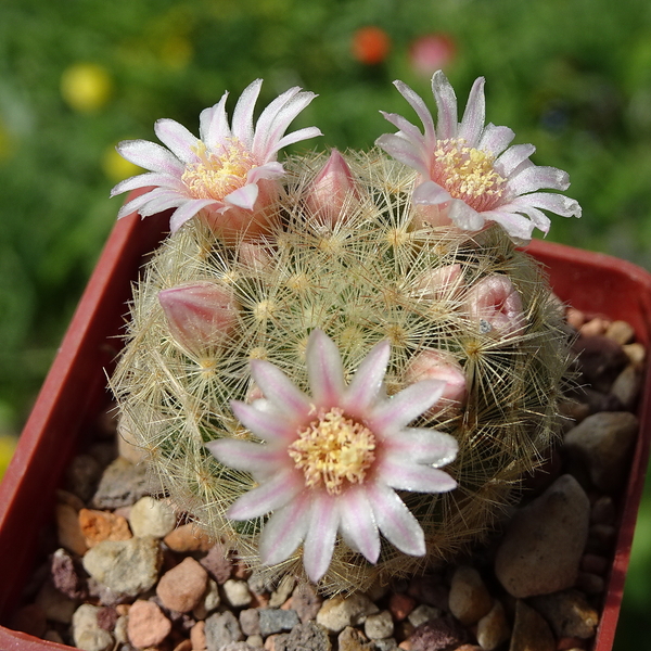 DSC01565Mammillaria giselae