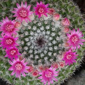 DSC01566Mammillaria bachmannii