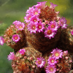 DSC01580Mammillaria carmenae rubrispina