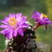 DSC01584Mammillaria therese