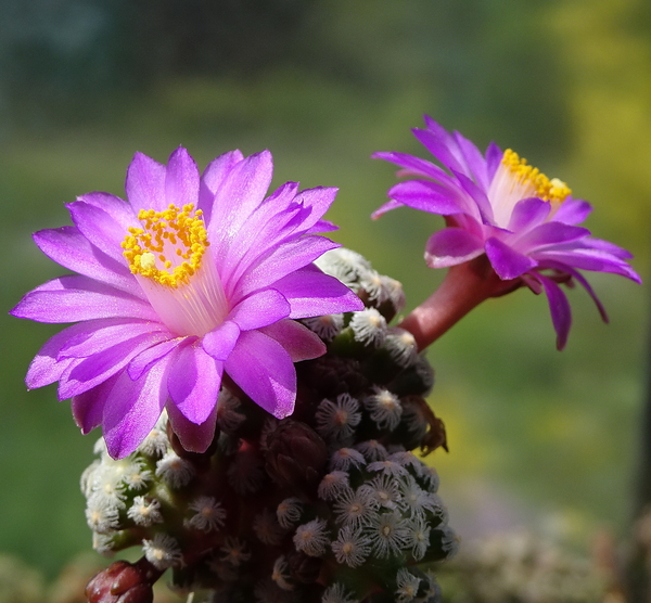 DSC01584Mammillaria therese