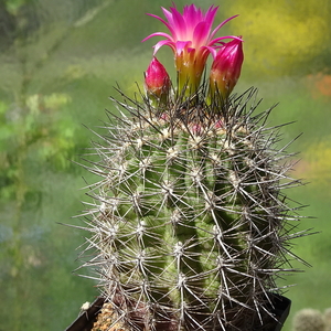 DSC01587Pyrrhocactus chilensis