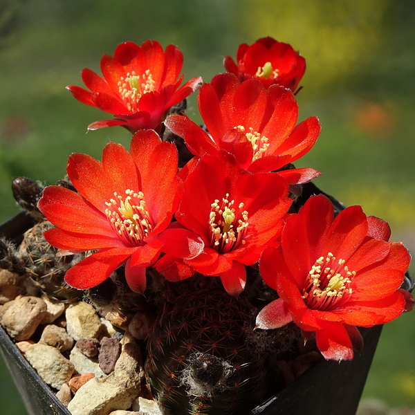 DSC01592Rebutia pygmaea (FR 57)