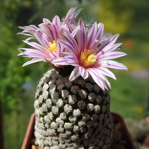 DSC01603Turbinicarpus valdezianus