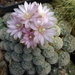 DSC01605Gymnocalycium bruchii ssp. albispinum