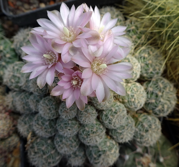 DSC01605Gymnocalycium bruchii ssp. albispinum