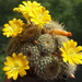 DSC01606Rebutia marsoneri