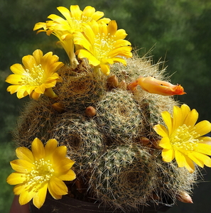 DSC01606Rebutia marsoneri