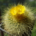 DSC01607Parodia chrysacanthion