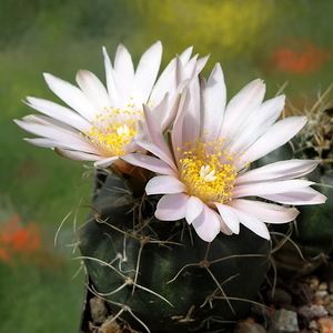 DSC01630Echinocereus knippelianus