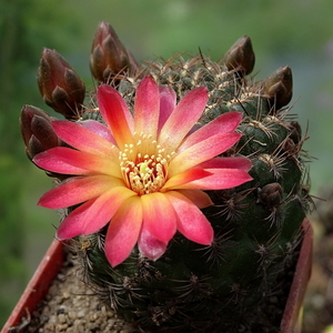 DSC01639Sulcorebutia losenickyana