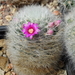 DSC01644Mammillaria laui Lau1171