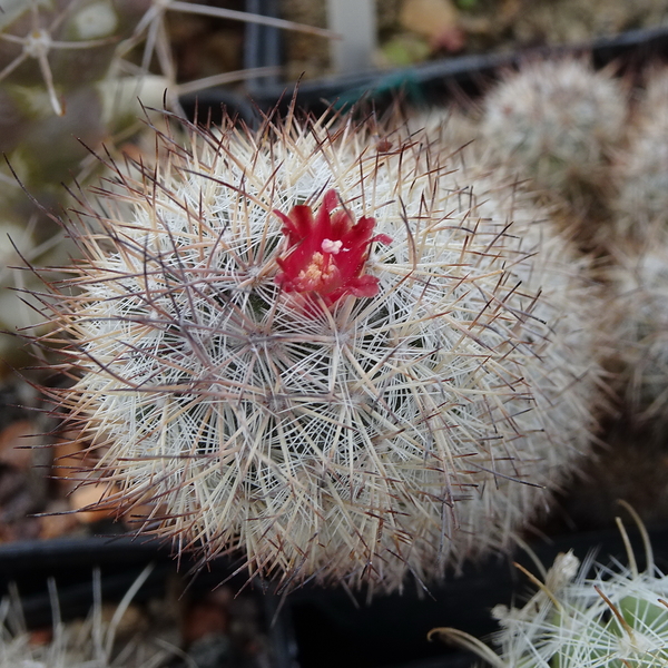 DSC01660Mammillaria pottsii