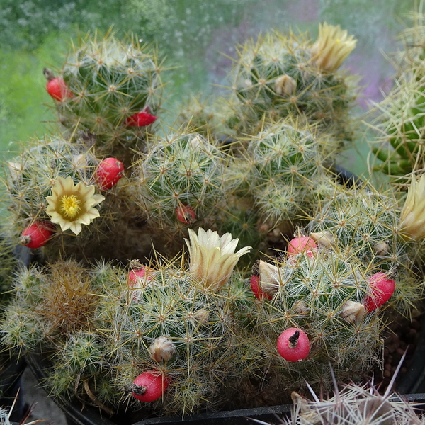 DSC01662Mammillaria prolifera