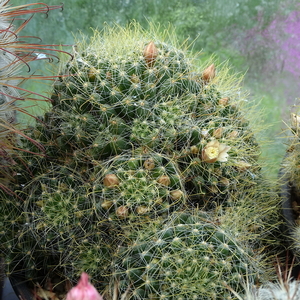 DSC01661Mammillaria crinita ssp. wildii