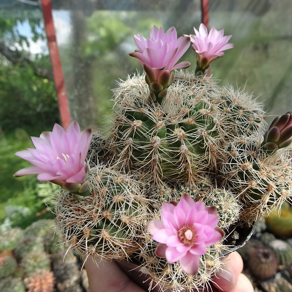 DSC01663Gymnocalycium bruchii